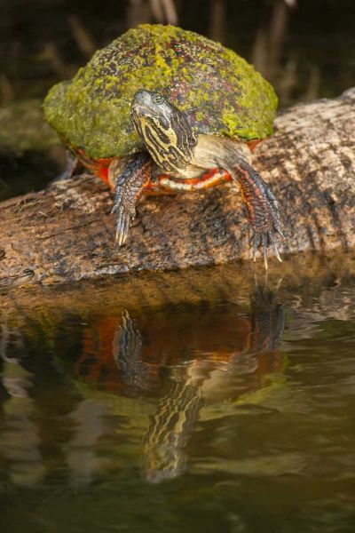 Florida Florida red-bellied turtle on log